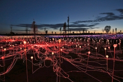 Field of Lights